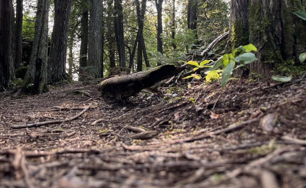 Ground level forest view