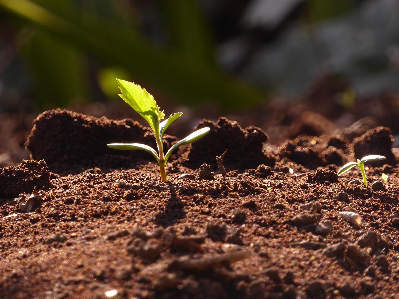 Seedling growing in rich soil
